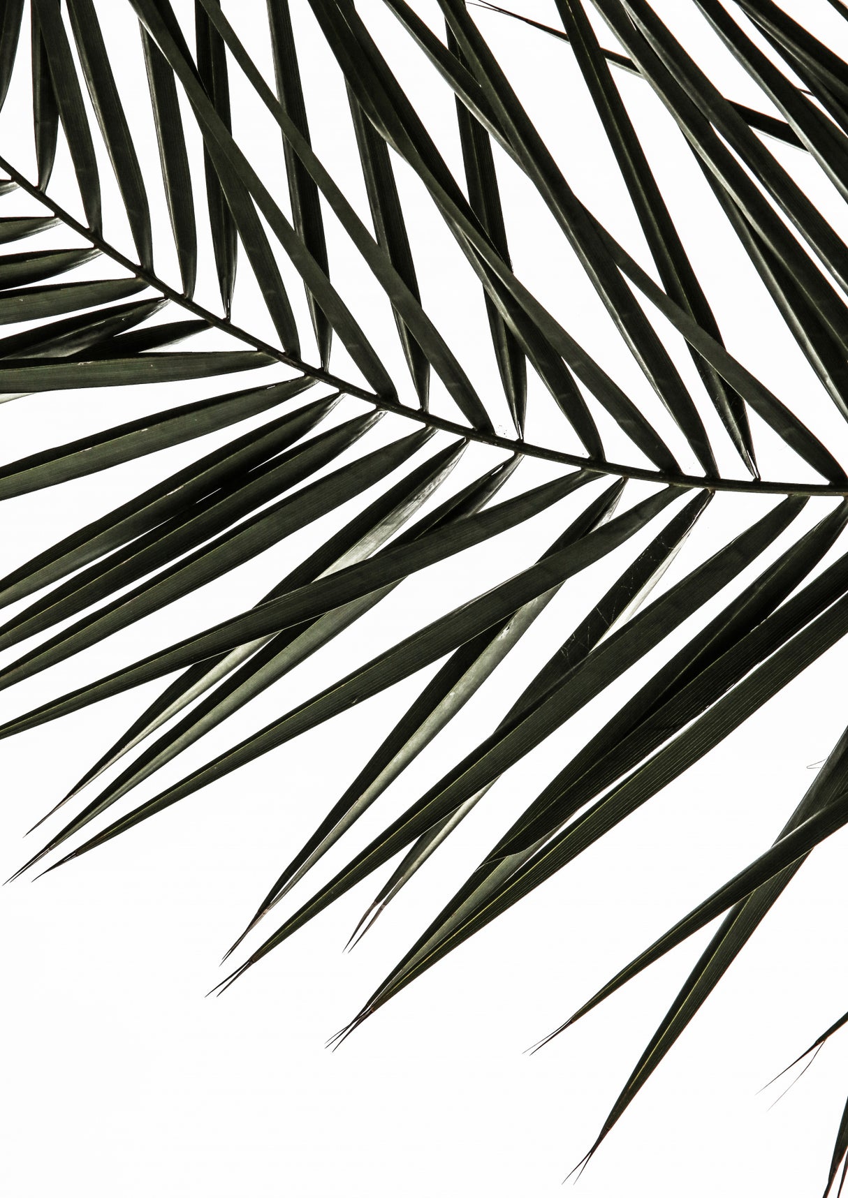 Phoenix Frond Poster och Canvastavla