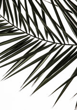 Phoenix Frond Poster och Canvastavla