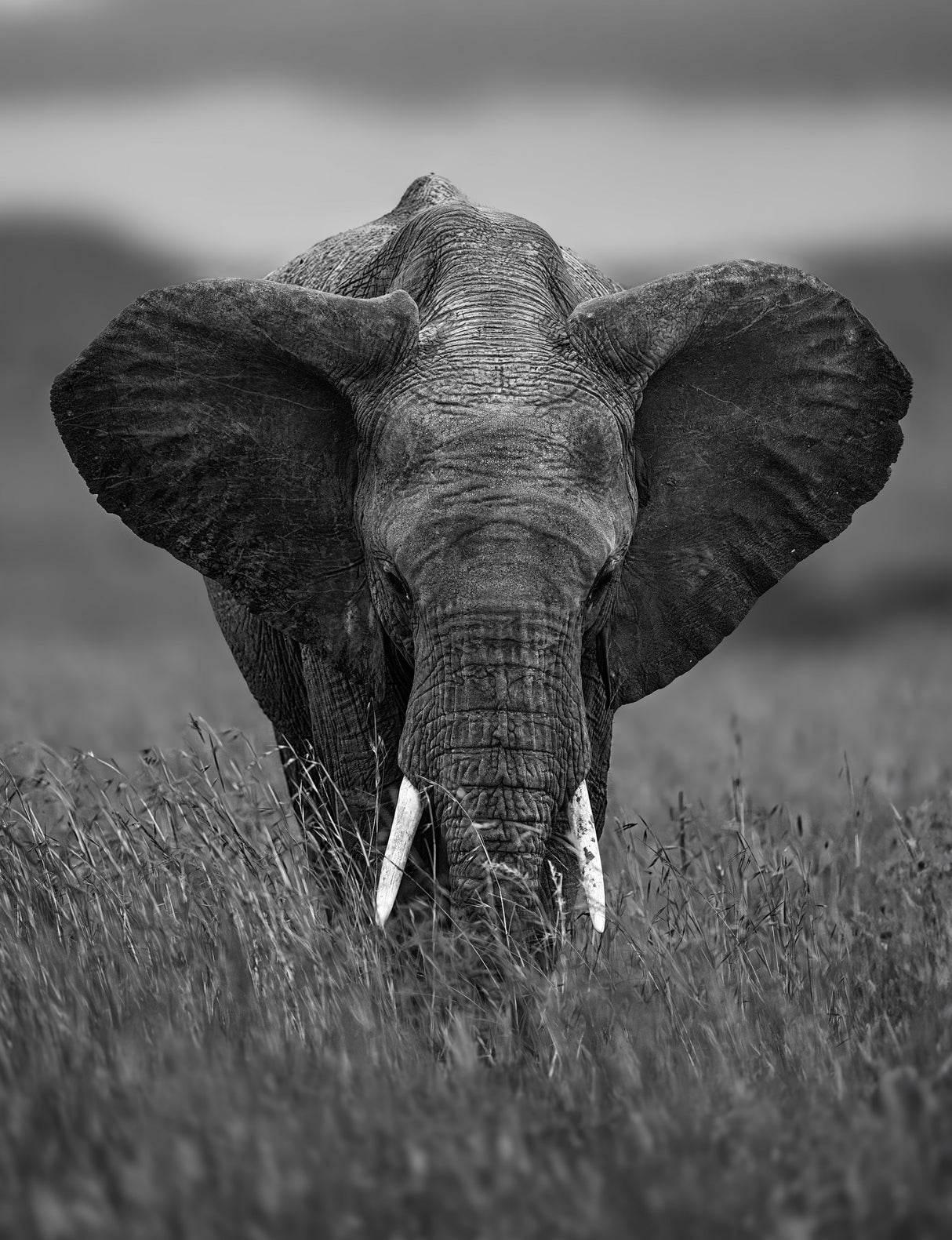 ELEPHANT Poster och Canvastavla