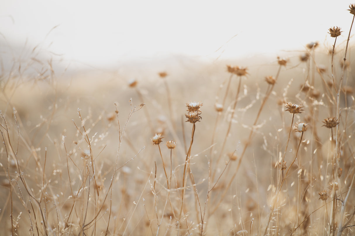 winter thistle no.2 Poster och Canvastavla