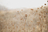 winter thistle no.2 Poster och Canvastavla