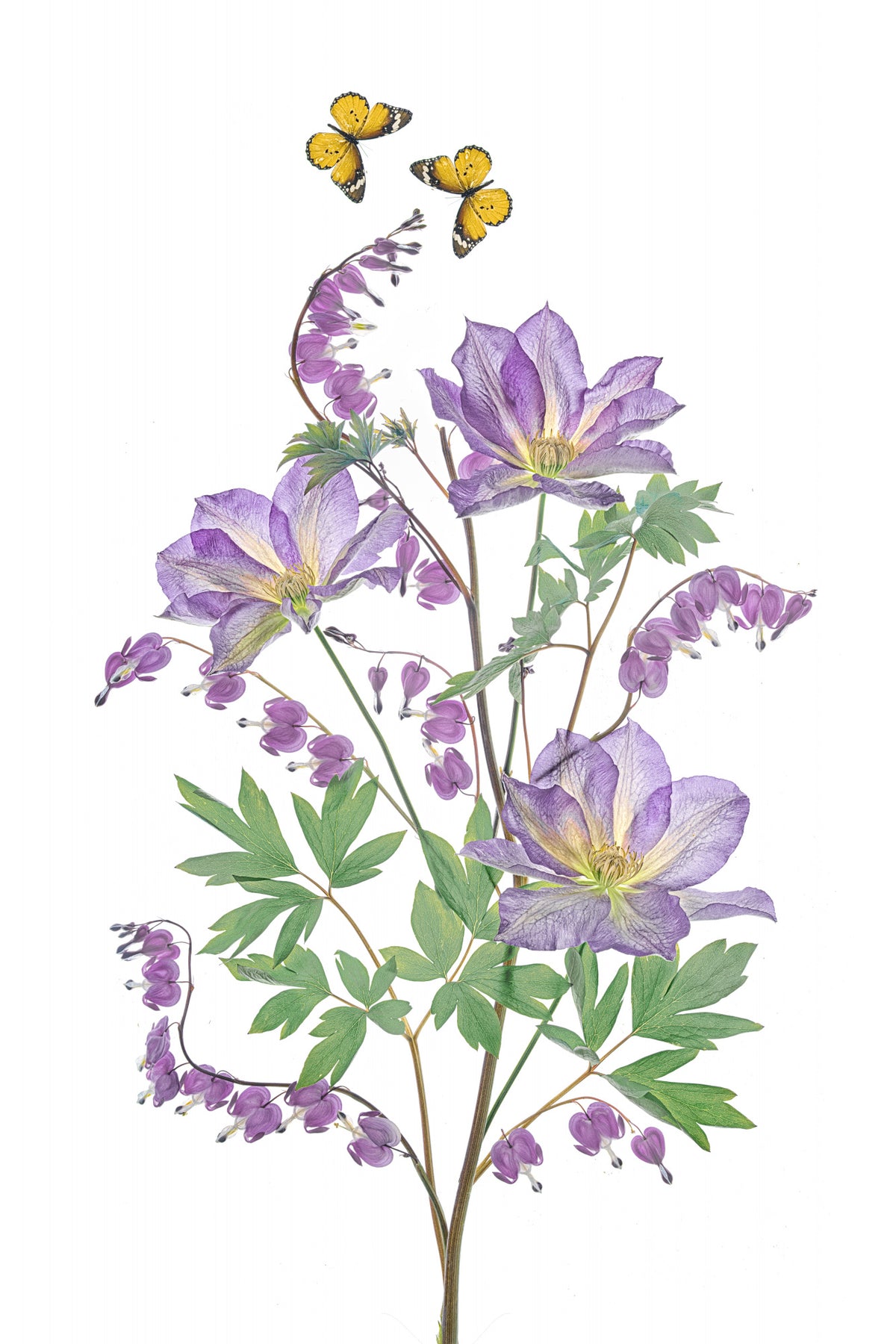 Purple Clematis and Bleeding Heart Poster och Canvastavla