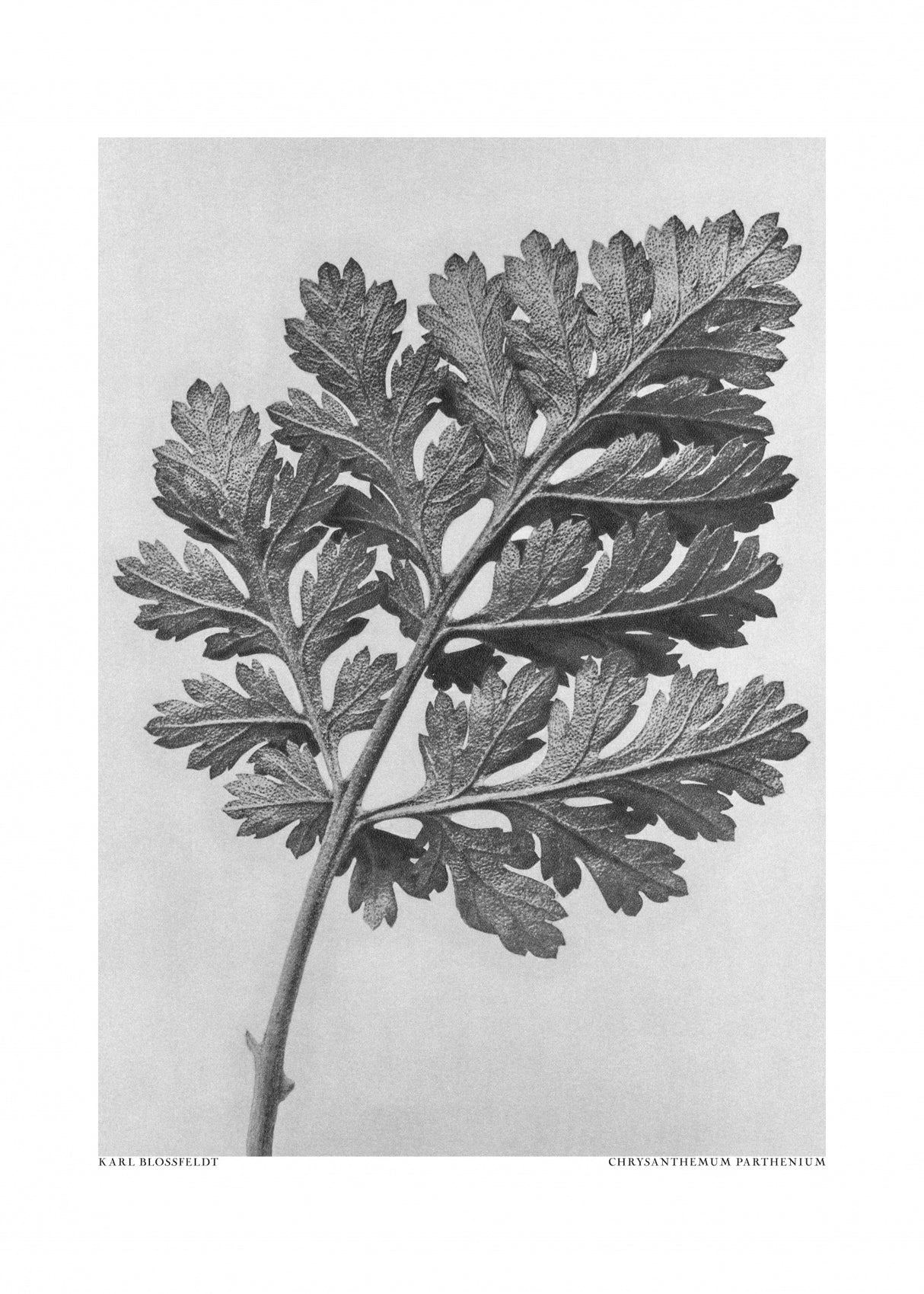 Chrysanthemum parthenium Poster och Canvastavla