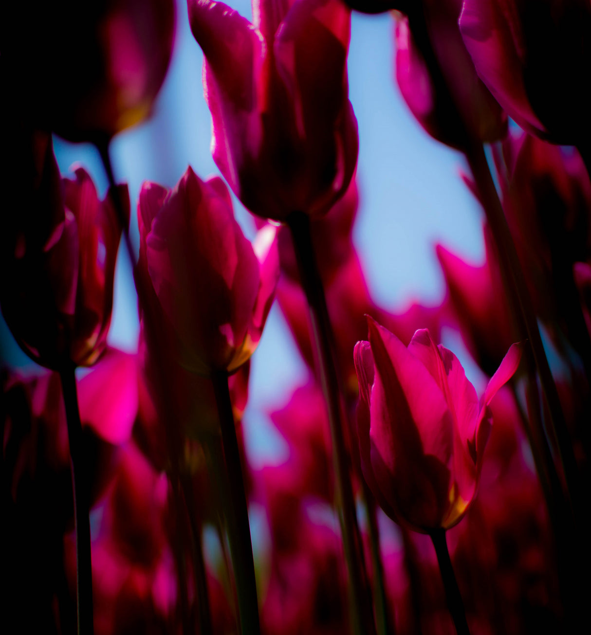 Purple Tulips Poster och Canvastavla