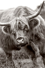 The Bull Poster och Canvastavla