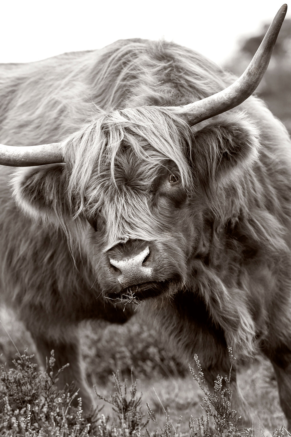 The Bull Poster och Canvastavla