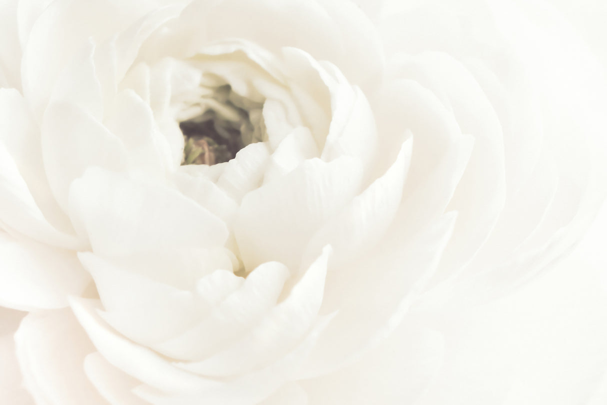 White Flower 02 Poster och Canvastavla