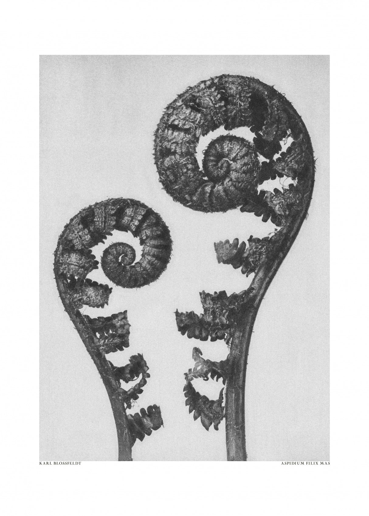 Aspidium Filix Mas Poster och Canvastavla