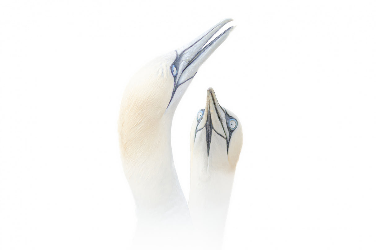 Greeting between a couple of Gannets Poster och Canvastavla