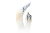 Greeting between a couple of Gannets Poster och Canvastavla