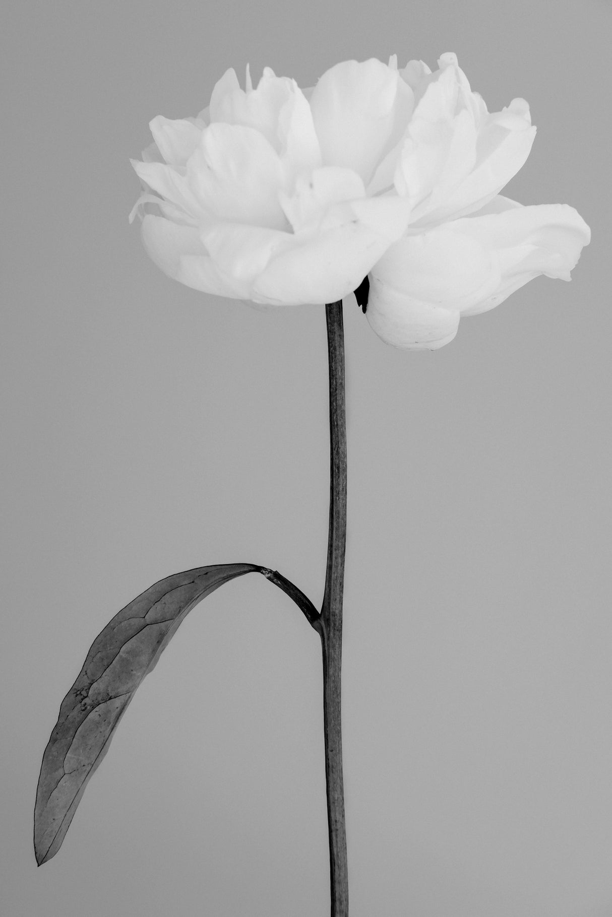 Peony 14 Poster och Canvastavla