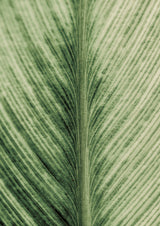 Forest Jewel Poster och Canvastavla