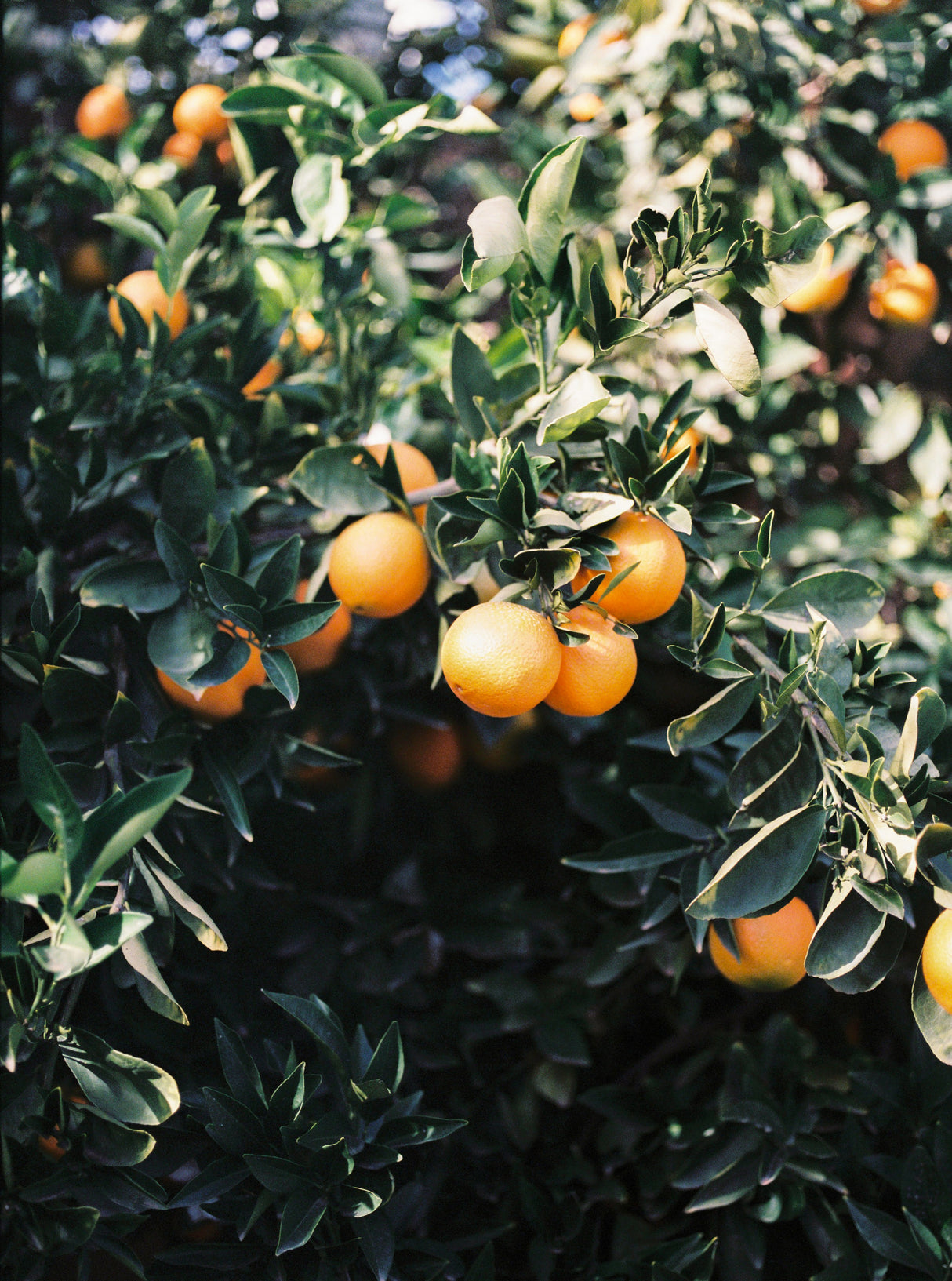 Marrakesh Oranges Poster och Canvastavla