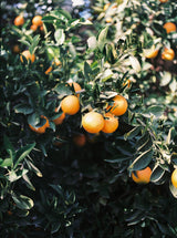 Marrakesh Oranges Poster och Canvastavla