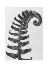 Polystichum Munitum Poster och Canvastavla