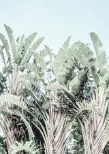 Tropicana Poster och Canvastavla