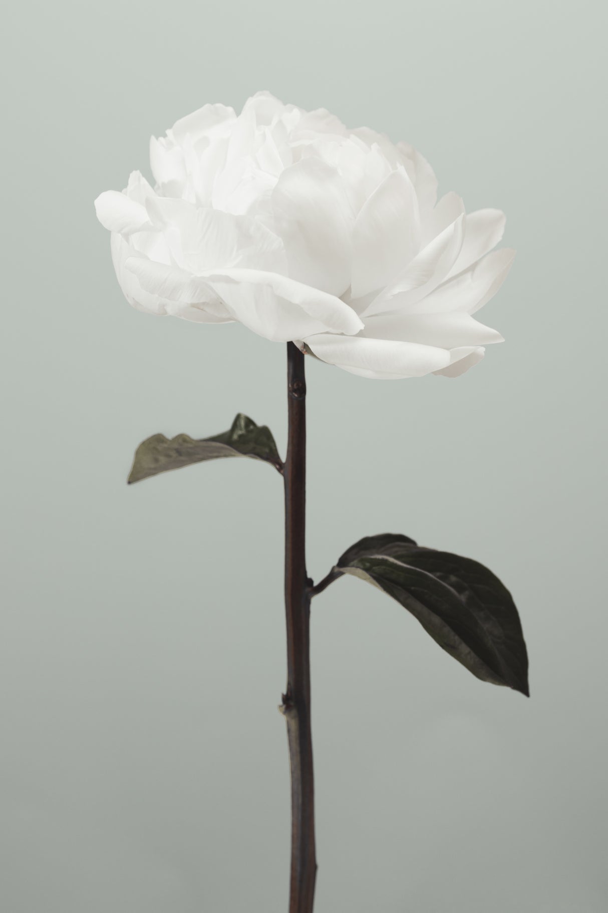 Peony 16 Poster och Canvastavla