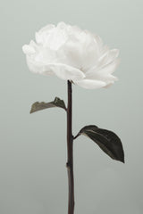Peony 16 Poster och Canvastavla