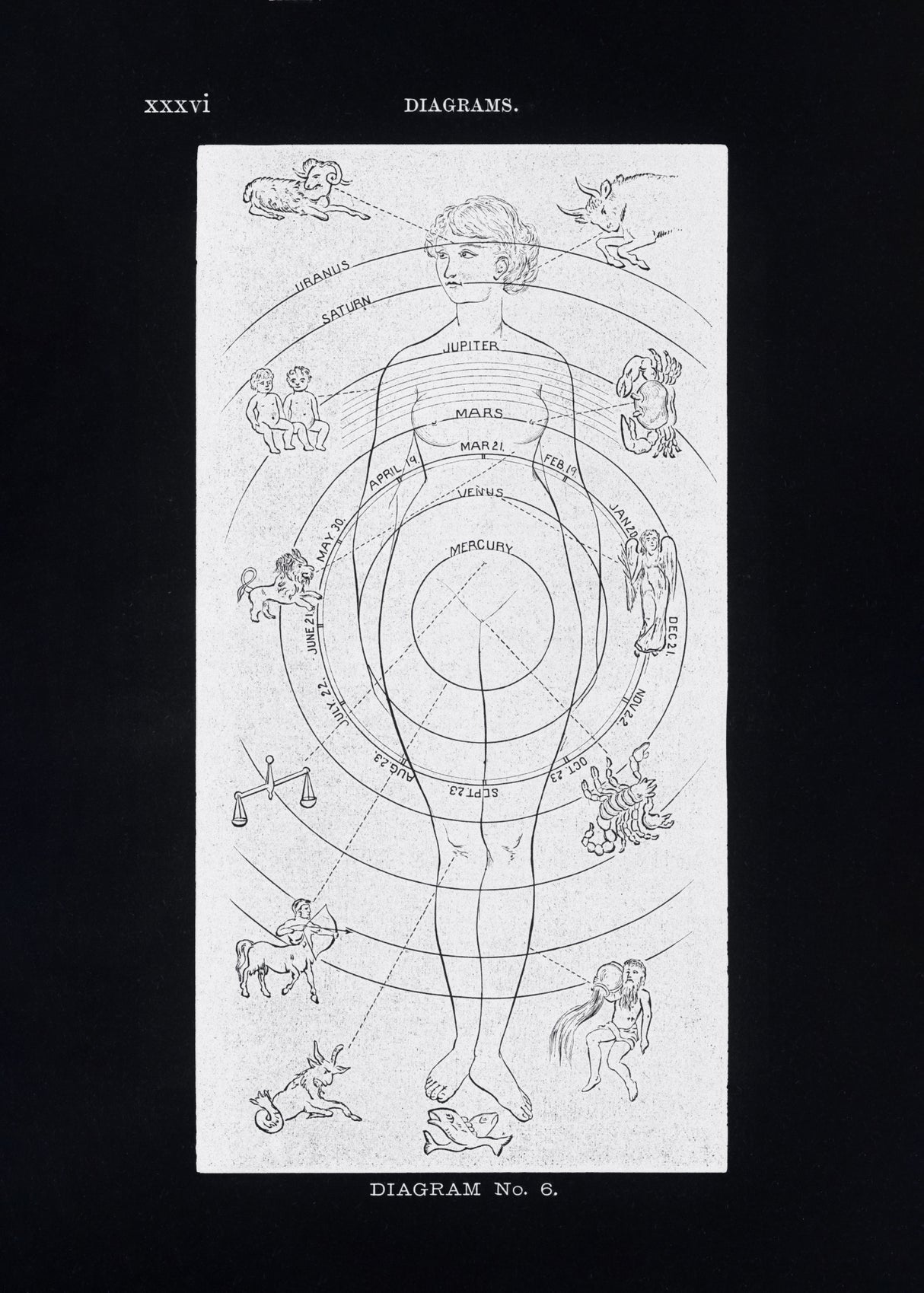 Solar Biology No. 6 Black (Creative ed) Poster och Canvastavla
