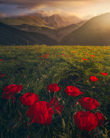 Flowers on Fire Poster och Canvastavla