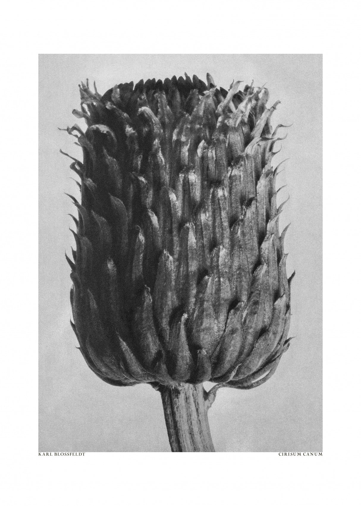 Cirsium Canum (Thistle) Poster och Canvastavla