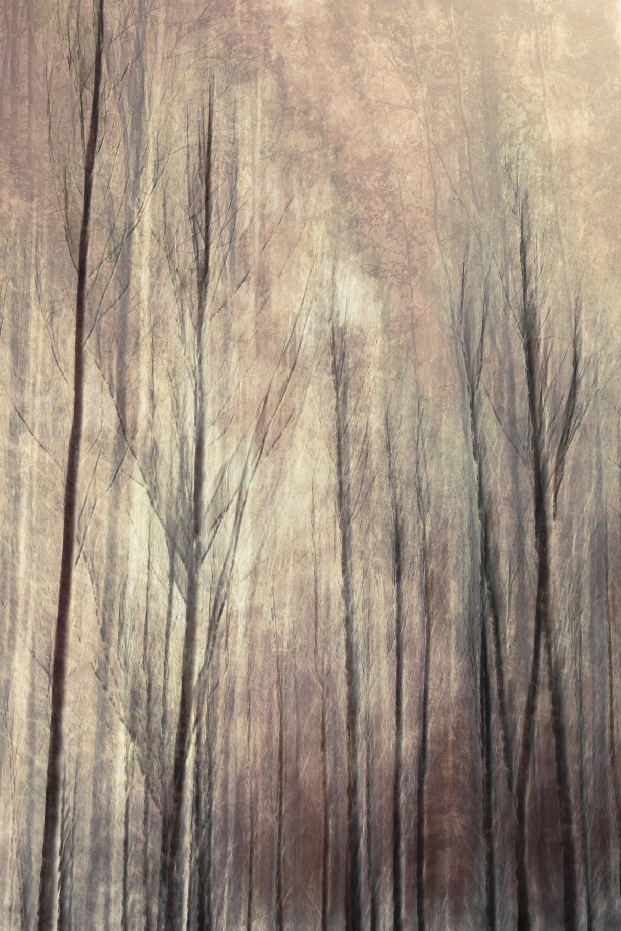 Fall forest Poster och Canvastavla