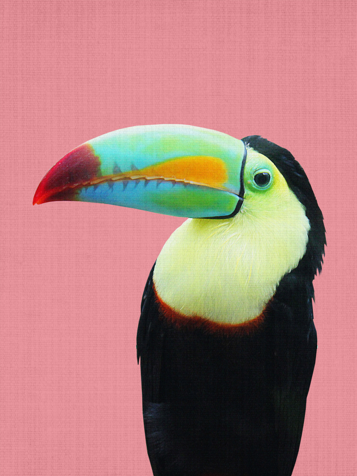Toucan Poster och Canvastavla