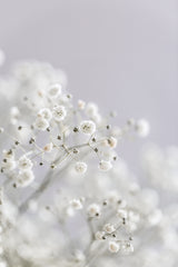 Babys Breath Poster och Canvastavla