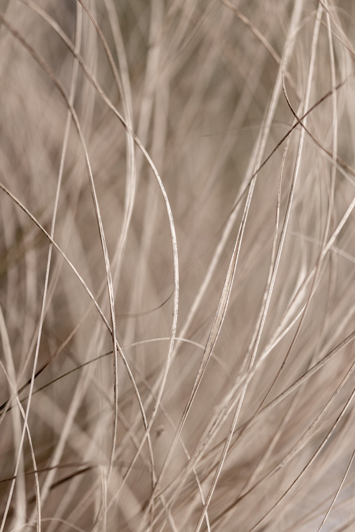Summer Grass 3 Poster och Canvastavla