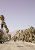 Palm Spring Poster och Canvastavla