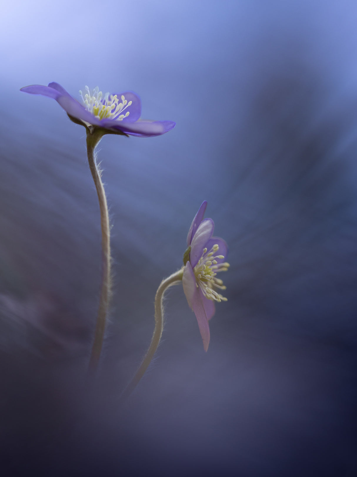 Blue Poster och Canvastavla