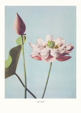 Lotus Flowers Poster och Canvastavla