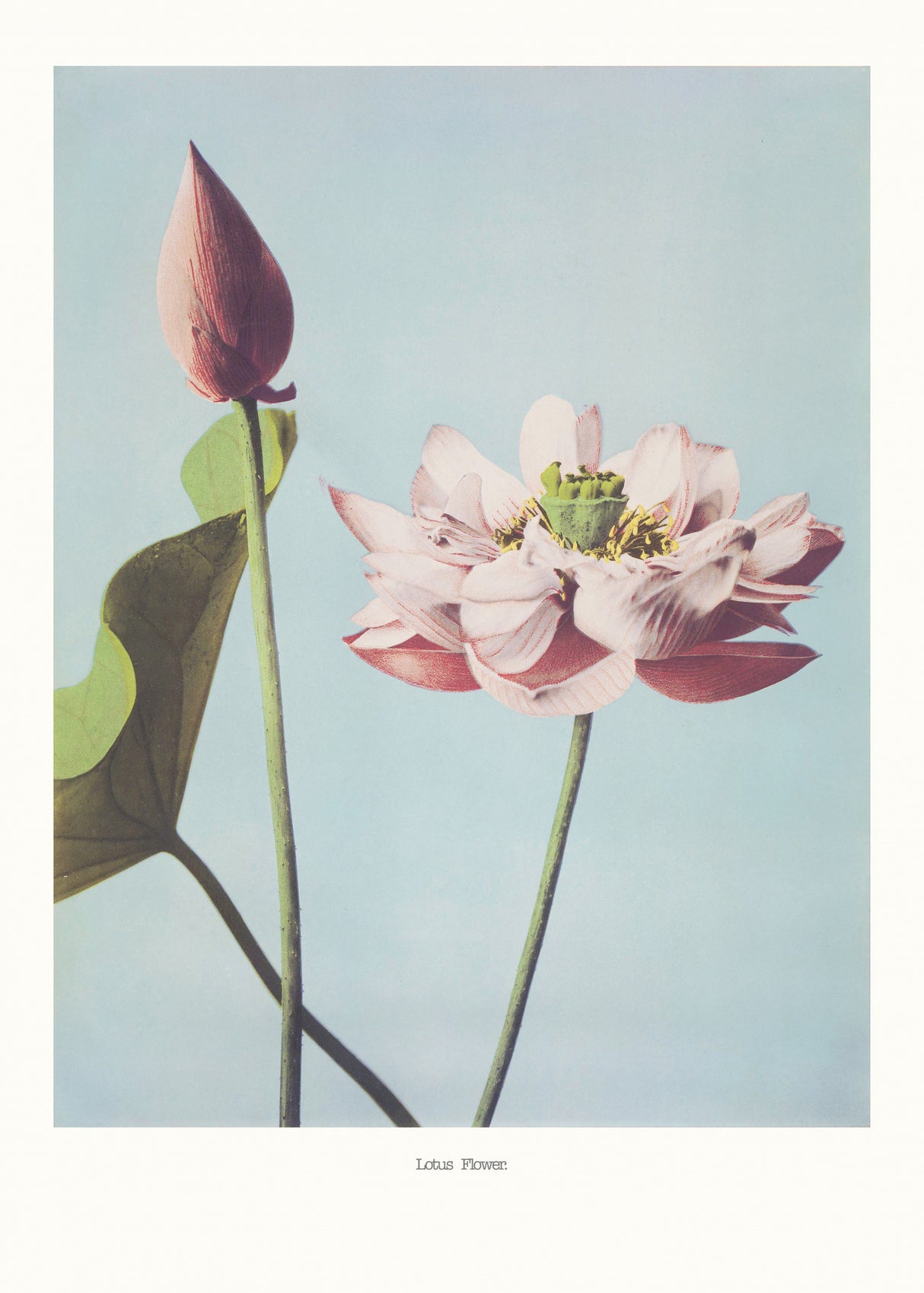 Lotus Flowers Poster och Canvastavla