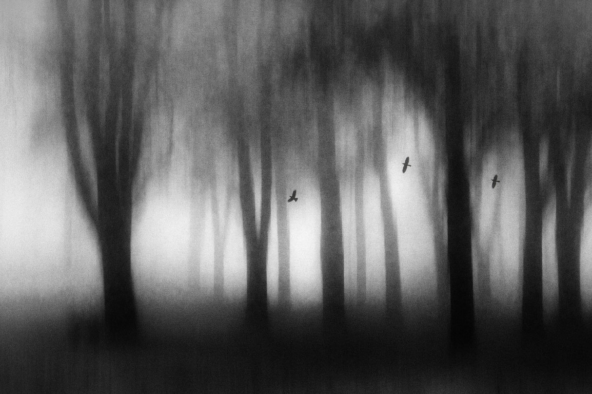 Dense fog Poster och Canvastavla