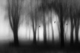 Dense fog Poster och Canvastavla