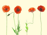 poppy quartet Poster och Canvastavla