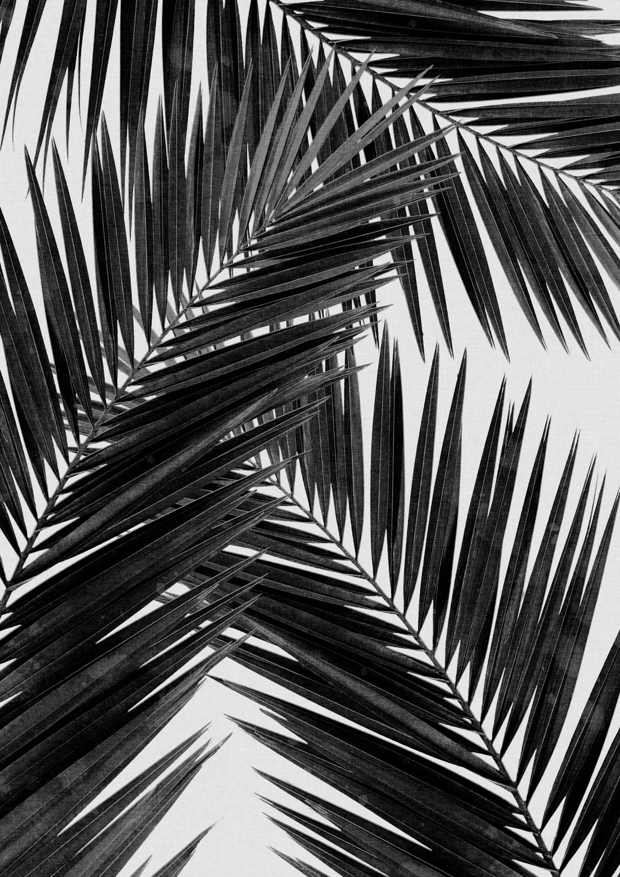Palm Leaf Black & White III Poster och Canvastavla