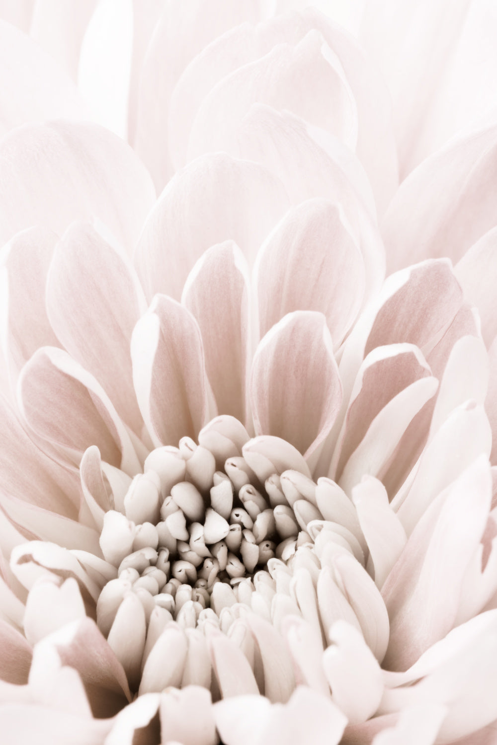 Chrysanthemum No 06 Poster och Canvastavla