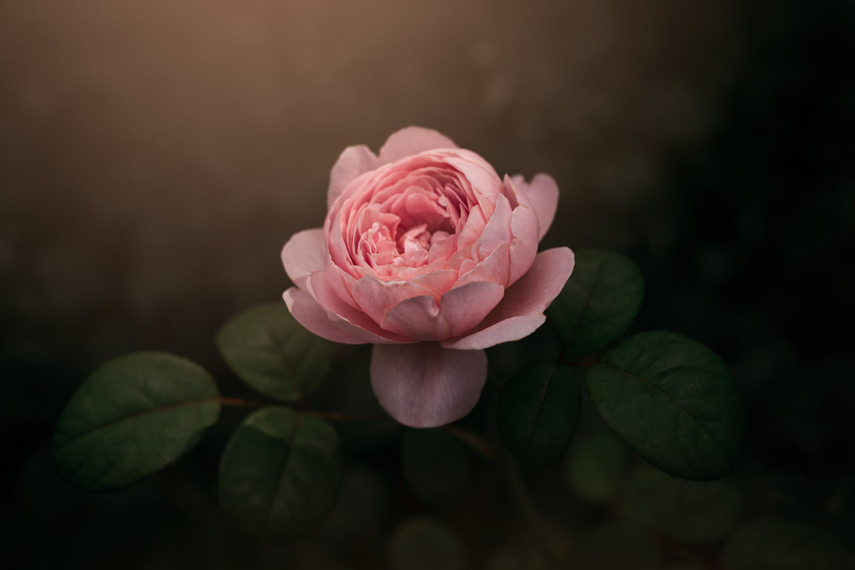 Precious rose Poster och Canvastavla