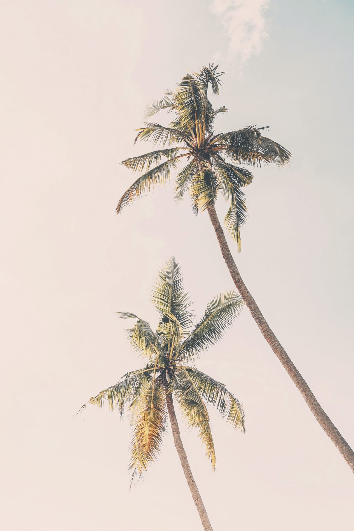 Tropical Palms Poster och Canvastavla