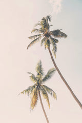 Tropical Palms Poster och Canvastavla
