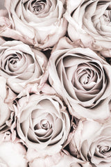 Grey Roses No 01 Poster och Canvastavla