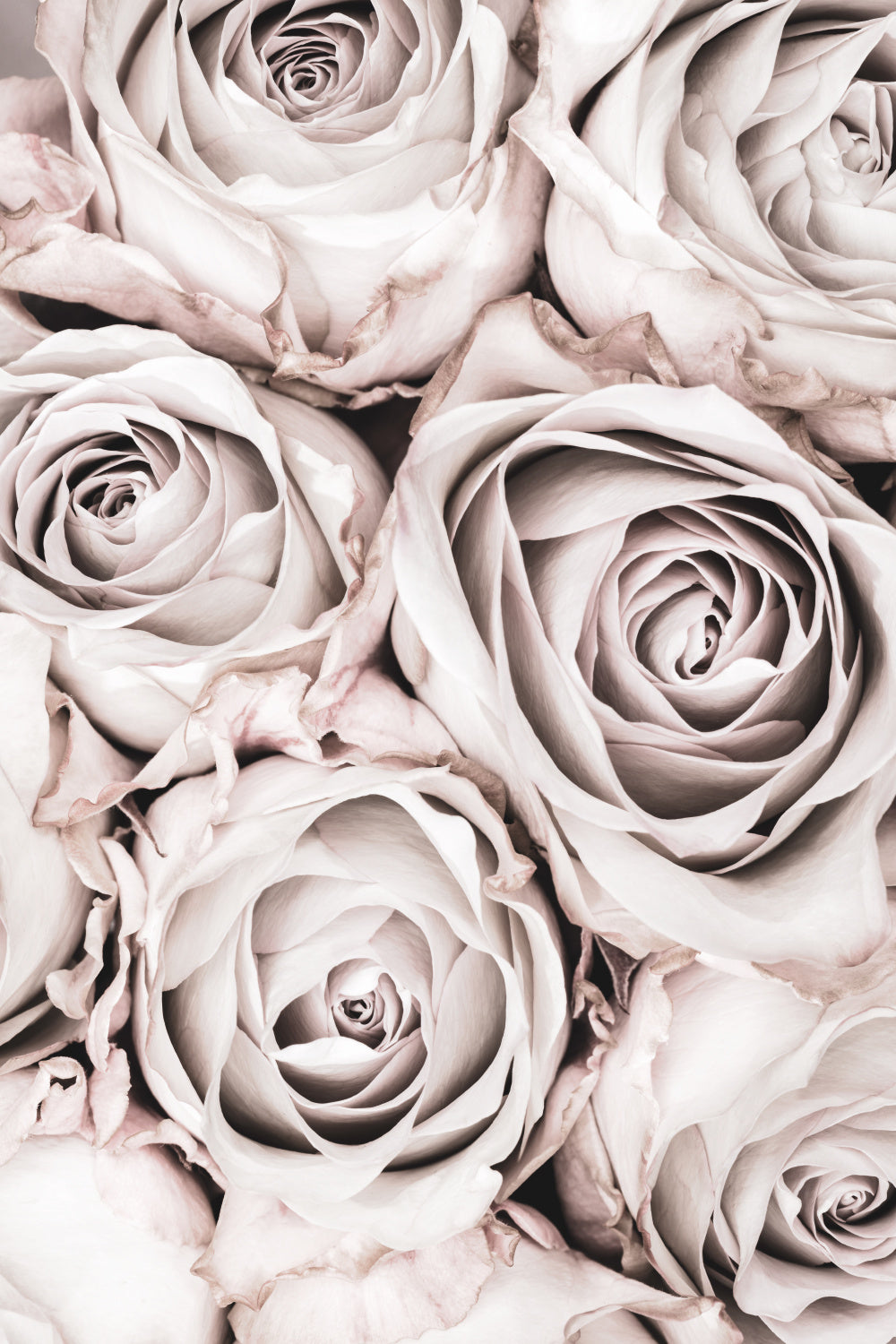 Grey Roses No 01 Poster och Canvastavla