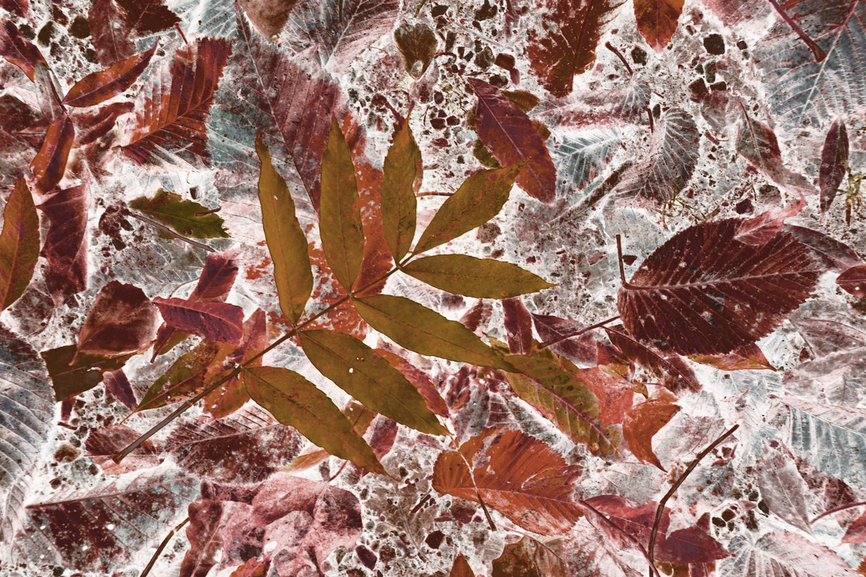 Autumn leaves Poster och Canvastavla
