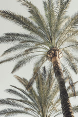 Palm_005 Poster och Canvastavla