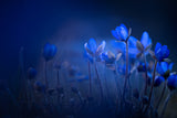 Out of the blue Poster och Canvastavla