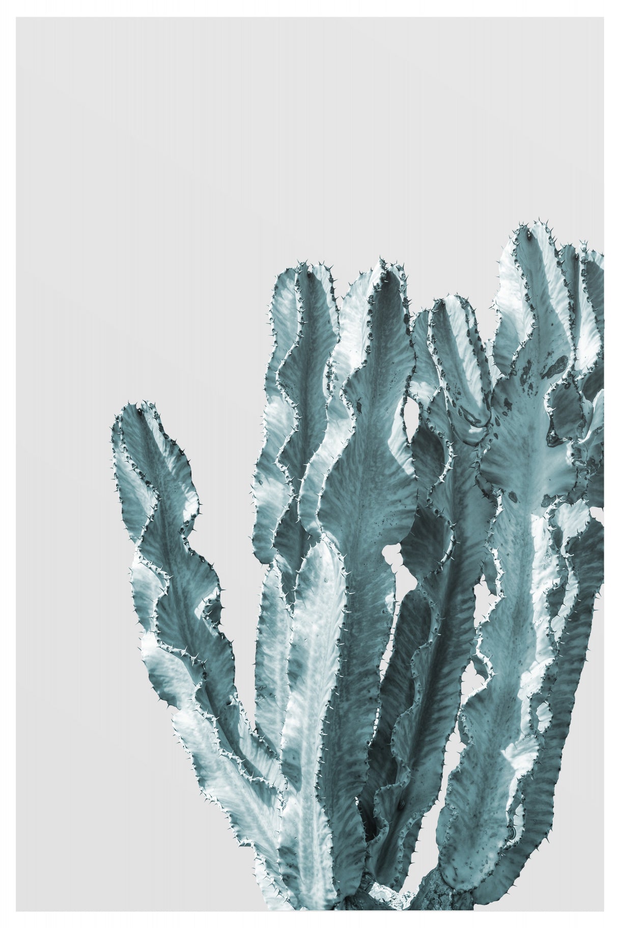 Boho Cactus No.2 Poster och Canvastavla