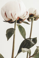 Peony 24 Poster och Canvastavla