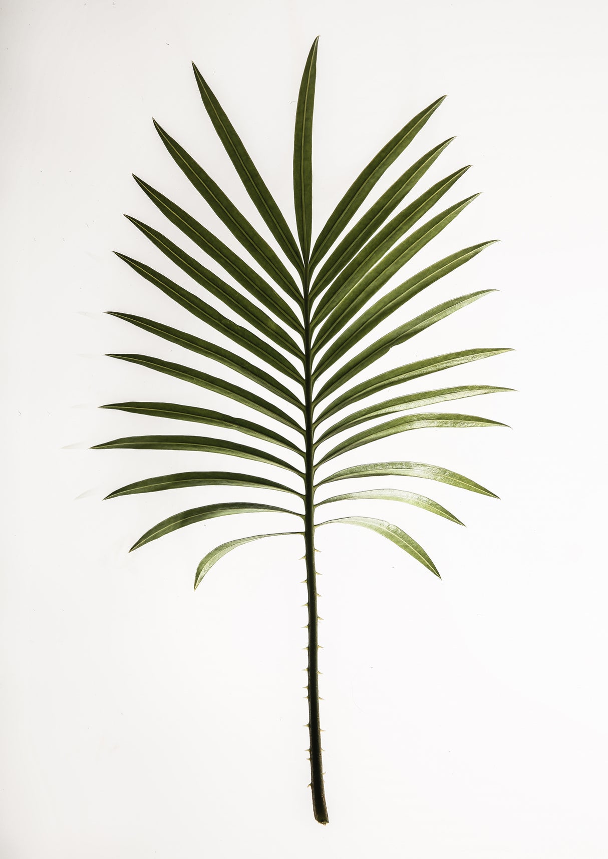 Leaf Study 04 Poster och Canvastavla