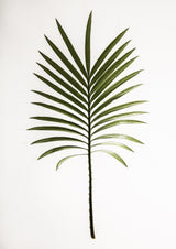 Leaf Study 04 Poster och Canvastavla